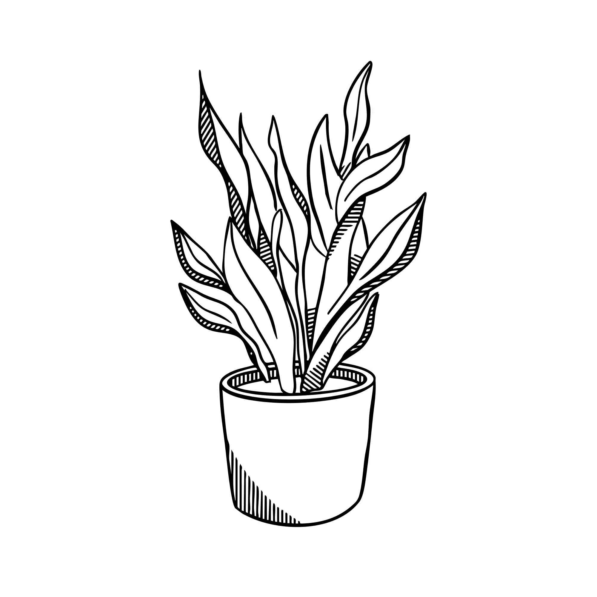 Snake Plant